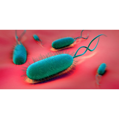 Что Вы должны знать о Helicobacter pylori. Факты, симптомы, лечение НСП
