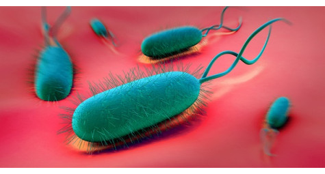 Что Вы должны знать о Helicobacter pylori. Факты, симптомы, лечение НСП