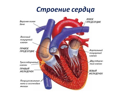 Строение сердца изобраение
