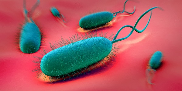 Бактерия Helicobacter pylori изображение